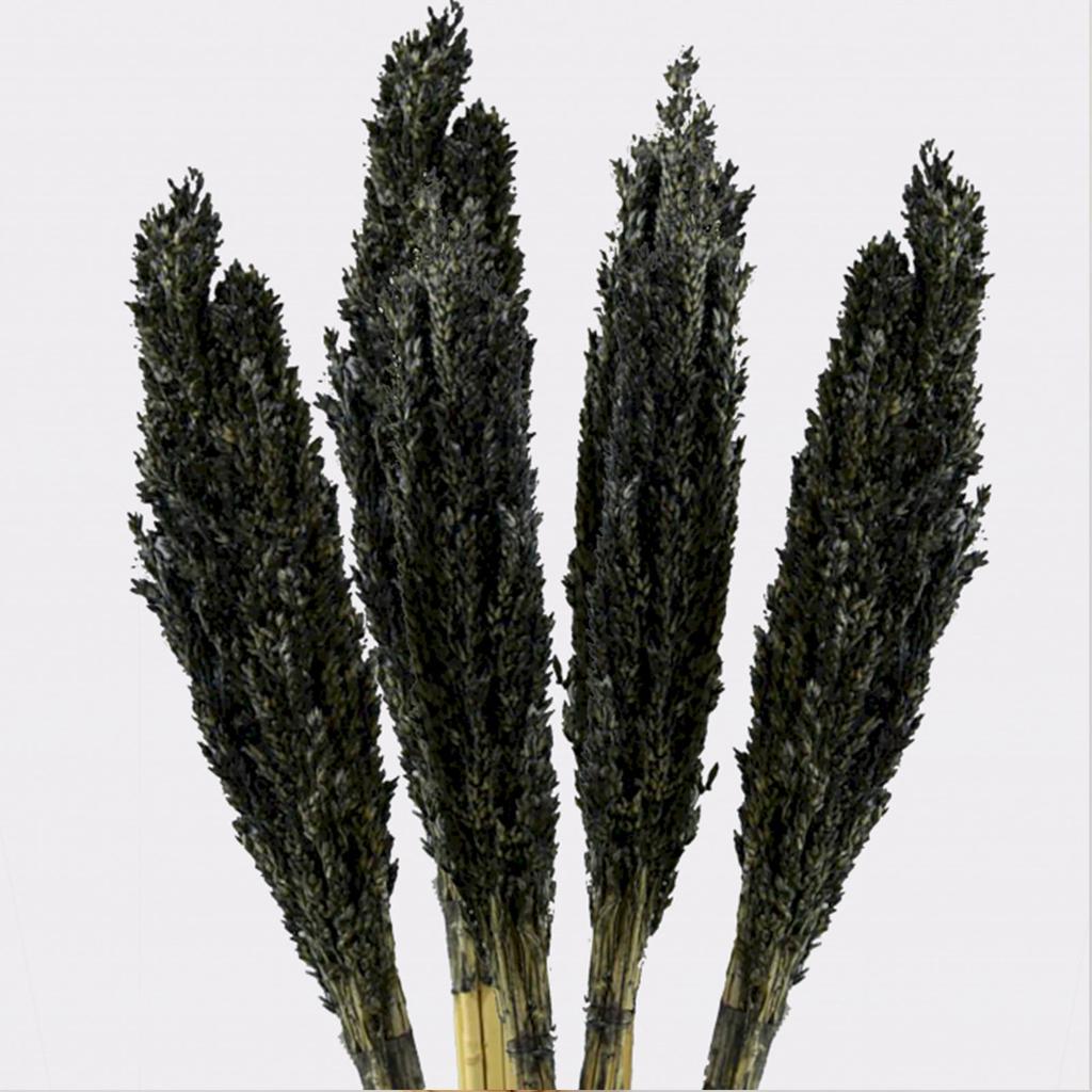 Dried Cantal Grass Bunch Black 6 Pieces