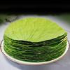 Artificial picking pure natural lotus leaves Traditional Chinese cuisine of lotus leaf wrapped chicken Dry lotus leaf food mat