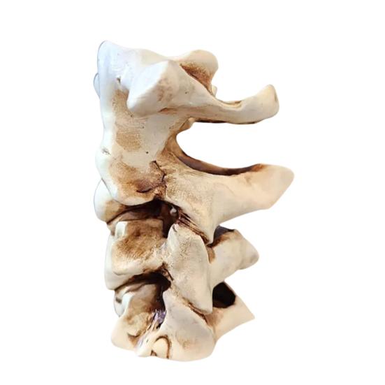 Simulated Spine Pen Holder Vertebral Column Resin Stationery Pencil Stand Organizer Container Home Office Desktop Decoration Ornament