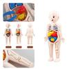 Montessori Modell des menschlichen Körpers Organe Anatomie DIY Bauspielzeug Kinder Wissenschaftliche Bildung Medizinisches Lehrmittel Frühes Lernen Educ