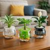 Mini Hydroponic Vase Transparent Fish Tank Creative Self Watering Planter Pots  Balcony