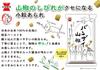 Iwatsuka Confectionery Banzai Sansho Pepper 80g X 12 Bags