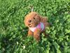 Dog Print Protective Harness Vest