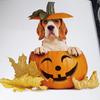 Halloween Pumpkin Toilet Sticker Waterproof Self-adhesive Strong Stickness Vibrant Color Bathroom Wall Sticker Toilet Cover Decor Decal