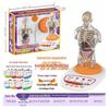 Children's STEM Educational Human Skeleton Model Toy
