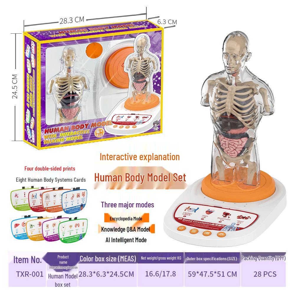 Children's STEM Educational Human Skeleton Model Toy