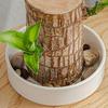 Wooden Decorative Tray Small Plant Pot Saucer Water Plant Dish Tabletop Tray Flower Pots For Living Room College Dorm Bedroom