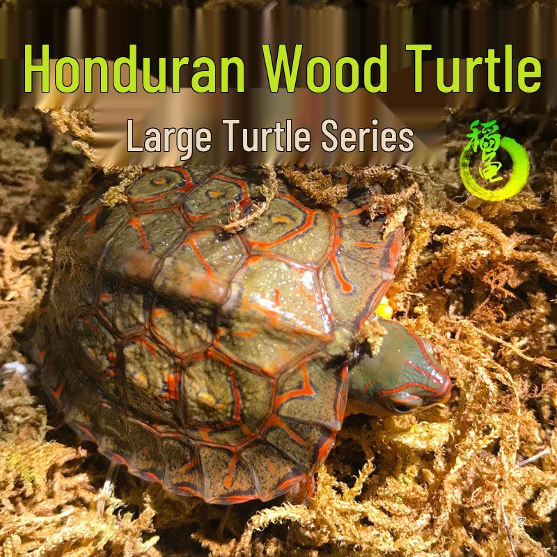 

Honduran Wood Turtle: Ornamental Semi-Aquatic Vegetarian Pet No Extras
