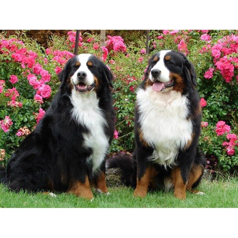 DIY 5D Diamond Painting Animal Full Square/Round Diamond Embroidery Picture Rhinestones Mosaic Dog Cross Stitch Home Decor Gift