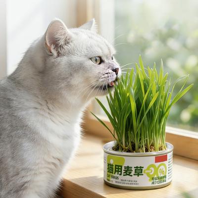 Cat Grass Kit for Indoor Cats Fast Growing Wheatgrass Seeds with Nutrient Soil Quick Germination In 3-7 Days