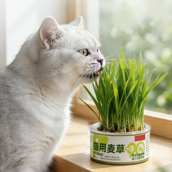 Katzen Gras Kit für Innenanbau Weizengras Samen Katzen Schnell mit Nährstoff Erde Schnelle Keimung in