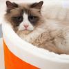 Cozy Four-Season Pet Bed for Cats and Small Dogs
