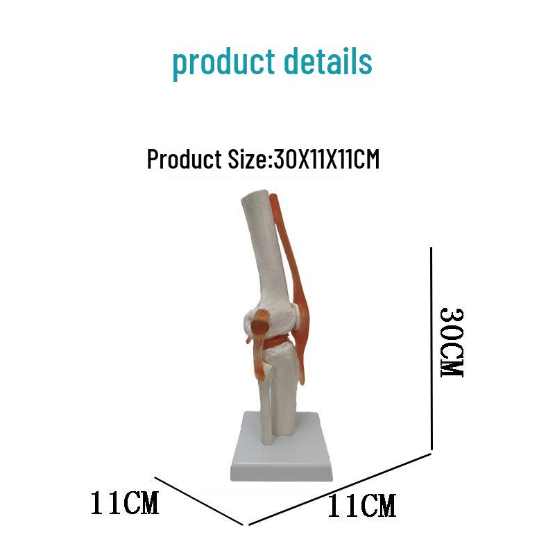 Human Skeleton Model with 6 Major Joints: Knee, Foot, Hand, Shoulder, Elbow, and Hip