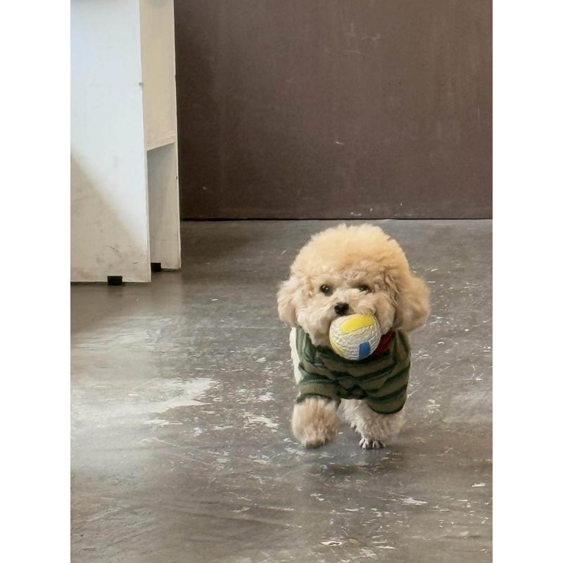 Teddy Dog Shirt Spring Autumn Outdoor Warmth Prevention Two Feet Clothes round Neck T-Shirt Panda Pattern Pet Clothing Access...
