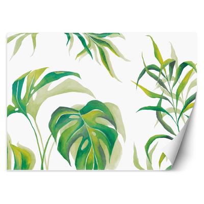 Tapete Monstera Blätter
