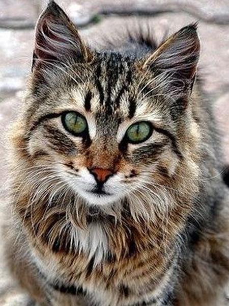 Diamond Painting Cat 5D DIY Diamond Embroidery Sale Cross Stitch Animals Rhinestones Mosaic Kit Home Decoration