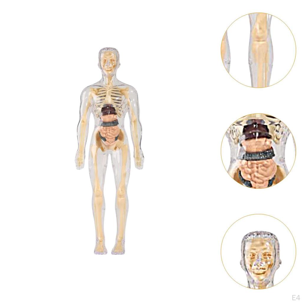 Biology Learning Aid Human Body Model with Organ Components for Children