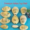 Conch Shells & Starfish for Hermit Crabs: Aquarium Decor & Drift Bottle Accessories
