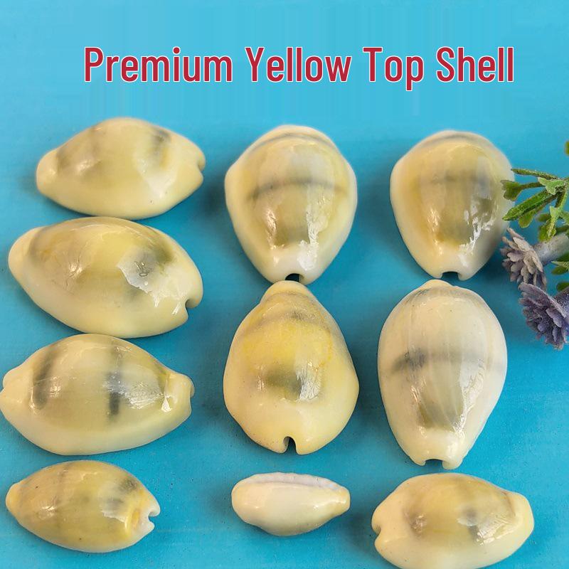 Conch Shells & Starfish for Hermit Crabs: Aquarium Decor & Drift Bottle Accessories