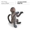 Exotic Primate Cognitive Simulation Animal Model