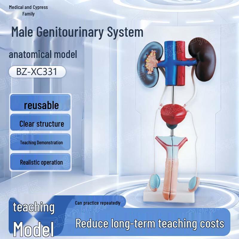 Анатомическая модель мужской мочеполовой системы