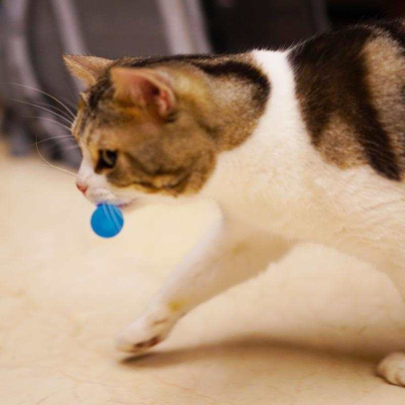 1Pcs/Set Pet Toy Caterpillar Elastic Ball Cat Toy Rainbow Worm Bouncing Ball Indoor Cat Caterpillar Elastic Interactive Toy