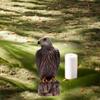 Sturdy Eagle Repellents Statue Lifelike Birds Decoy Hawk Creative Hawk Ornament  Outdoor Courtyard