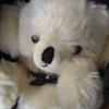 [USED] Cute Fluffy White Teddy Bear