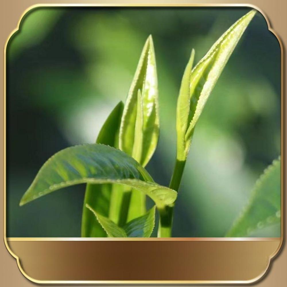 Past Gui Raw Tea Yunnan Ancient Tree Pu'er Tea Raw Tea Cake 357g