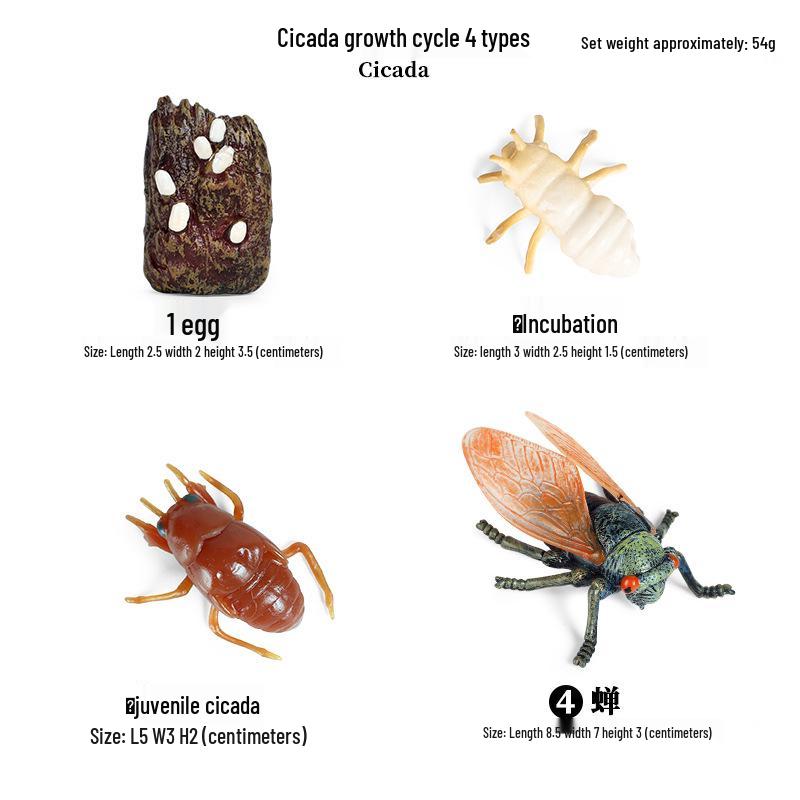 Montessori Cognitive Models: Sea Turtle, Hen, Frog, Snail, Butterfly, Bee Growth Cycle Toys
