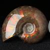Luck Mascot Madagascar Stone Collectibles Iridescent Specimen Natural Ammonite