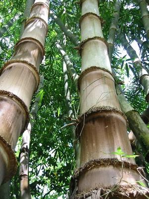 20 BAMBOO SEEDS " DENDROCALAMUS STRICTUS-FRESH SEEDS