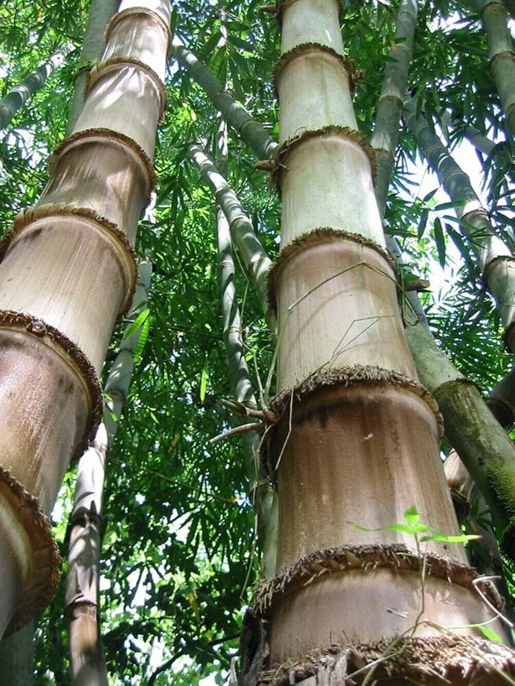 20 Semena BAMBUSU " DENDROCALAMUS STRICTUS-ČERSTVÁ SEMENA