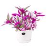 Wedding Lily of the Valley Rouge Cloud Succulents: Indoor Office Flowers & Desktop Green Plants