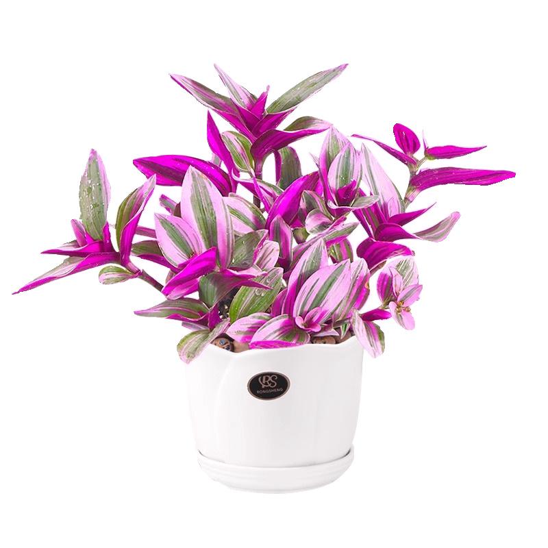 Wedding Lily of the Valley Rouge Cloud Succulents: Indoor Office Flowers & Desktop Green Plants