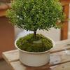 Decorațiuni pentru casă – Ghivece de flori decorative