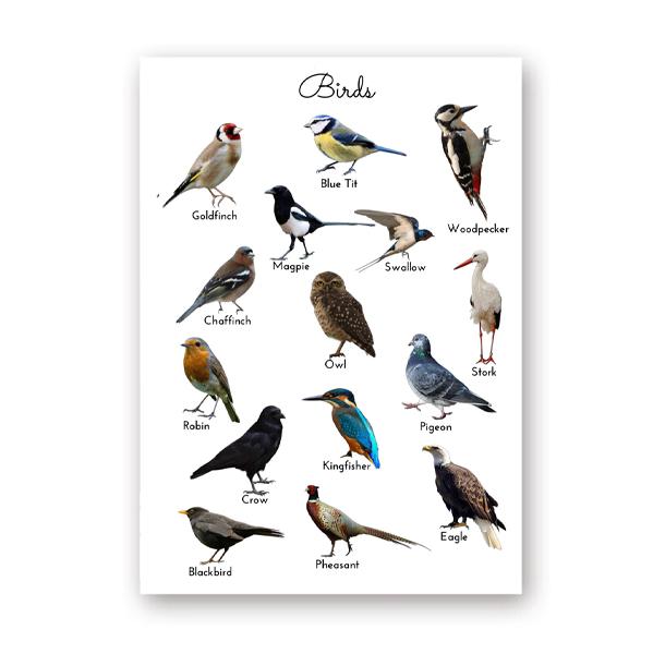 

Птицы Животные Образовательный Плакат Настенное Искусство Картина на Холсте Картина Природа Изучение Обучающие Печати Дети Детский Сад Стена Комната Декор 21X30cm No Frame