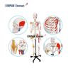 Xinman Life-Size Human Skeleton Model with Muscle Origins & Ligaments