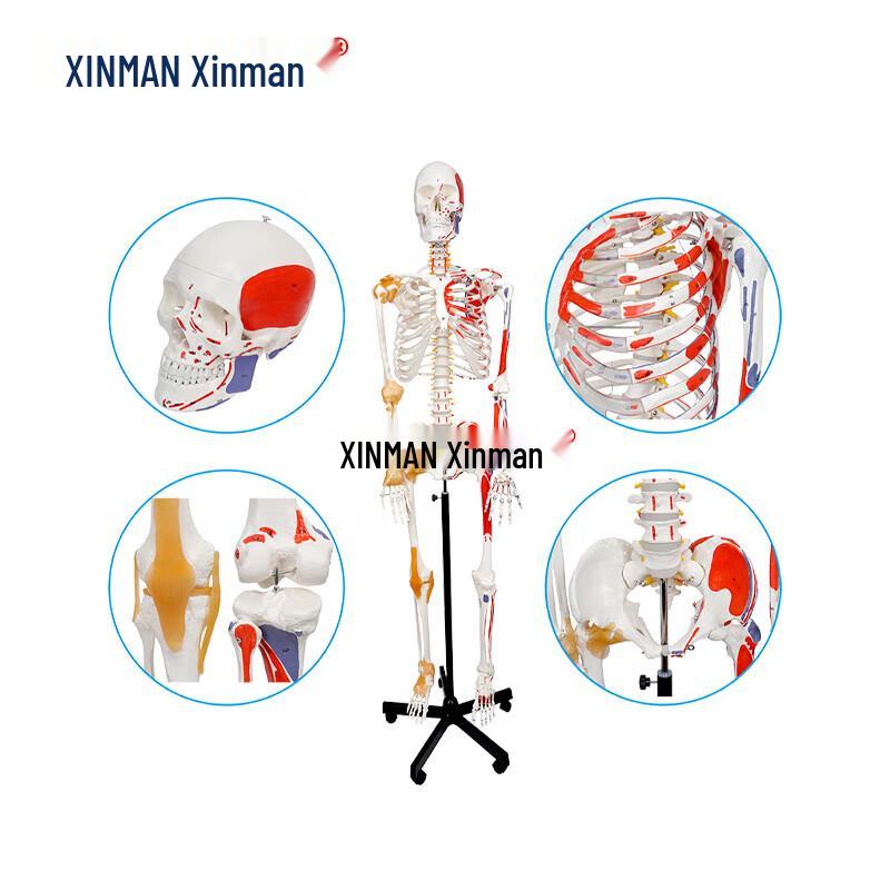 Xinman 170CM Human Skeleton Model with Ligaments & Muscle Markings