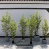 Boliginnredning – Dekorative blomster og kranser