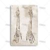 Placca Metallica Artigianale Clinica Dentista Cartello in Latta Anatomia Piatto Decorativo Medico Ospedale Chirurgia Dente Organo Ossa Nervo Cervello