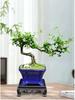 Trailing Fujian Tea Bonsai with Old Trunk – Zen Style Indoor Green Plant for Office & Living Room