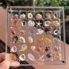 Acryl Magnetische Muschel-Displaybox Muschel Klare Seestern Schmuckbehälter 36/64/100 Fächer Mini-Muschel-Aufbewahrungsbox