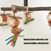 Bird Perch Nature Molar Stand for Parrots Conure Supplies Budgies Grinding Scratchers for Small Medium Parrots Toy
