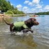 Cute Turtle Shape Pet Life Jacket Portable Handle Adjustable Dog Swimsuit Life Preserver Reflective Pet Buoyancy Suit