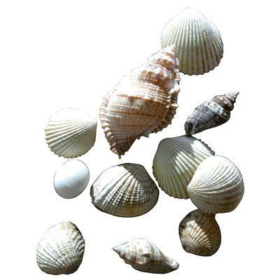 Sortierte Muscheln - Nicht spezifiziert - 400g - Ideal zur Dekoration - Gemischt - Nicht vintage