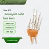 Anatomical Human Hand Joint Model with Ligaments