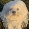 Atmungsaktiver Hund Anti-Fress-Schleier Verstellbare Elastische Haustier Hund Maulkorb Polyester Komfort Haustier Schutzmaske