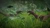 Jurassic World Evolution 2 (PS5) (Import Version)