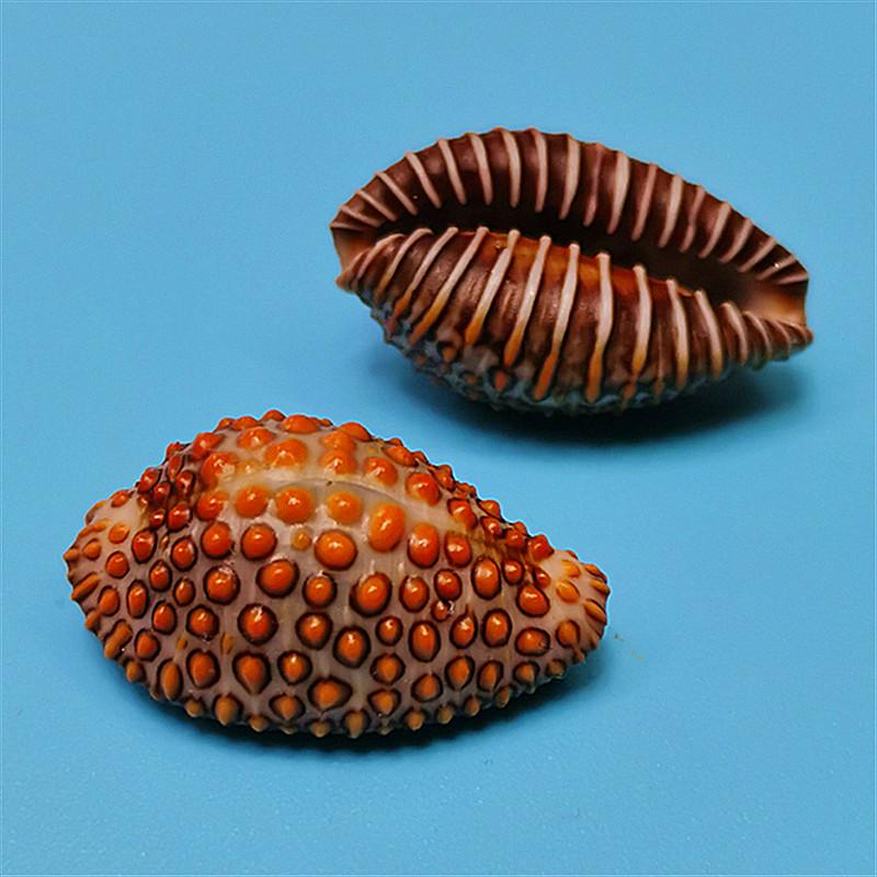 Vzácný přírodní exemplář mušle kauri pro akvárium nebo středomořskou domácí dekoraci